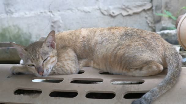 Retrato de gato tailandés en la pared. Gato en la pared de la casa mirando la cámara
. - Imágenes, Vídeo