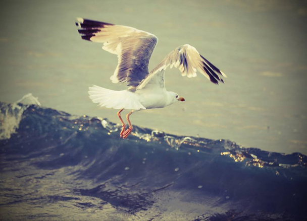 a gaivota voa livre sobre a água do oceano
 - Foto, Imagem