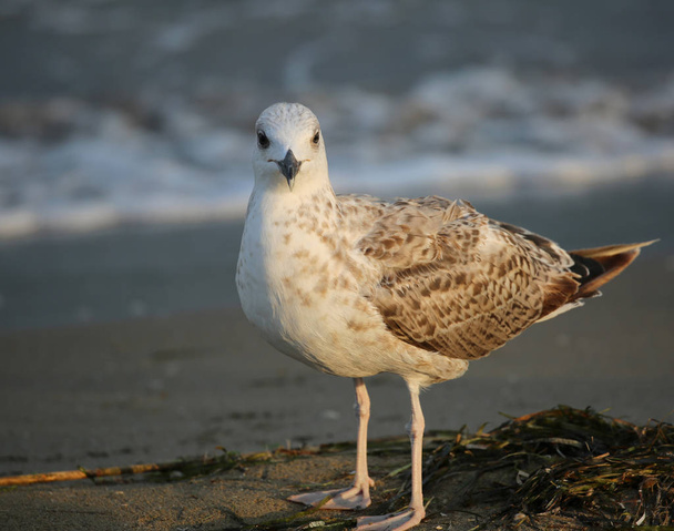 grande gaivota na praia no verão
 - Foto, Imagem