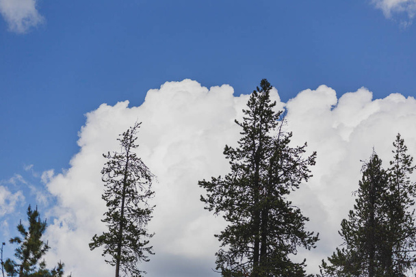 Puffy cumulus cloud between tall evergreen trees and blue sky on a summer day. - Photo, Image