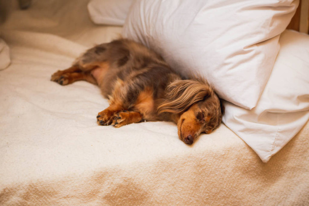 Długowłosy jamnik paskudnik układanie i spanie na miękkie łóżko. Pies ma brązowe, nakrapiane futro. - Zdjęcie, obraz