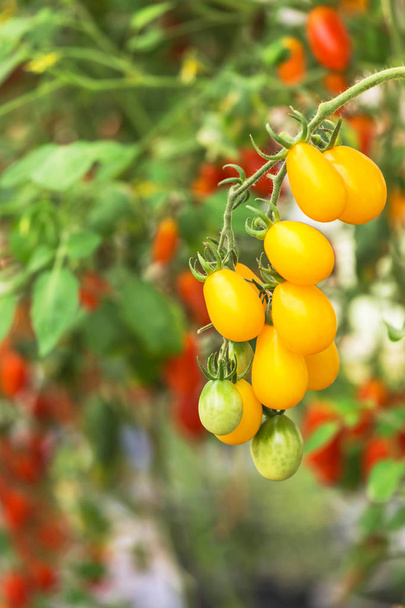 Cerca de tomates amarillos cuelgan de los árboles que crecen en invernadero
  - Foto, imagen