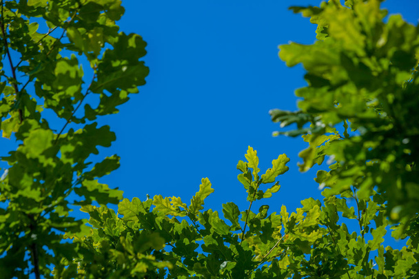 Young oak leaves against the blue sky - Photo, image