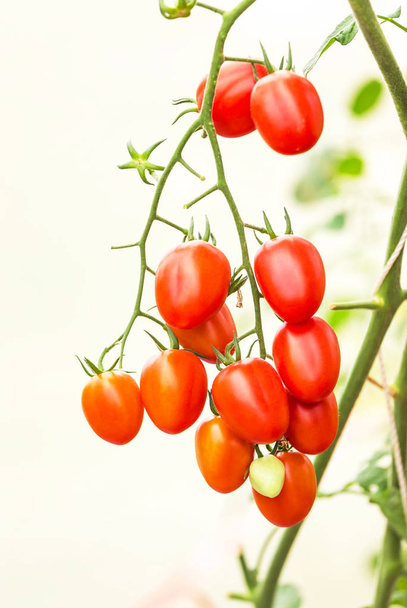 Czerwone pomidory zawiesić na drzewach szklarni z bliska  - Zdjęcie, obraz