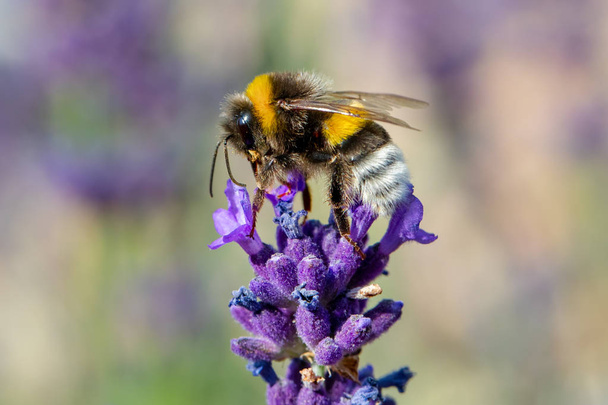 επιμελής μέλισσα χάλια λεβάντα νέκταρ, καλοκαίρι έννοια, ρηχά εστίαση - Φωτογραφία, εικόνα