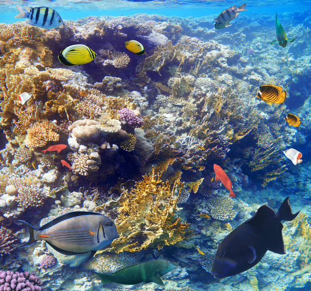 Colorful coral reef fishes of the Red Sea.  - Photo, Image