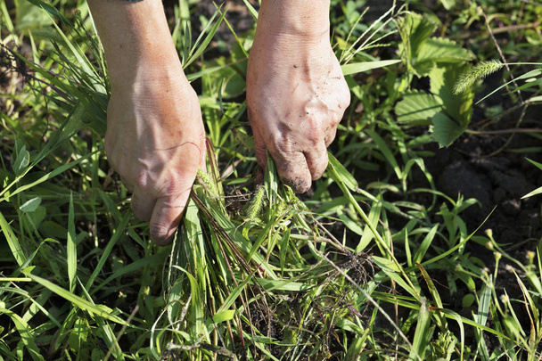 Сам фермер убирает сорняки с почвы на поле, проползая клубничные кусты.
 - Фото, изображение
