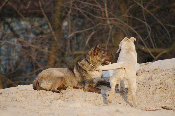 Deux chiens jouent dans le sable, courent après l'autre, mordent la queue
 - Photo, image