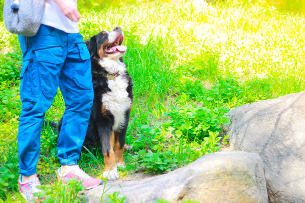 Bernese perro de montaña posando en verano fuera
. - Foto, Imagen