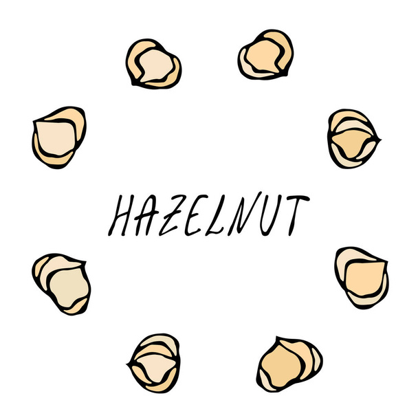 Whole Peeled Hazelnuts. Healthy Snack. Autumn or Fall Harvest Collection. Realistic Hand Drawn High Quality Vector Illustration. Doodle Style - Vector, imagen