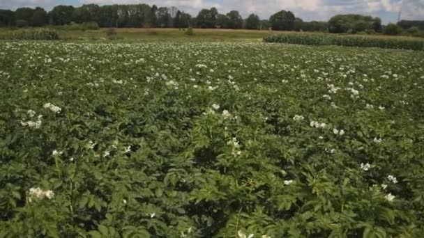 Las plantas de papa con flores blancas en un gran campo, steadycam tiro
 - Metraje, vídeo