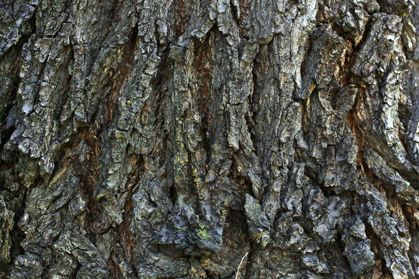 A texture of vertical old wooden bark with big cracks on it - Photo, Image