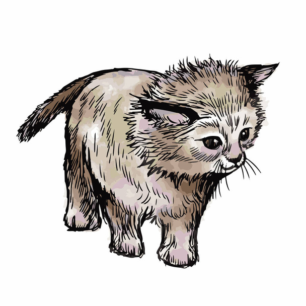Маленькая кошка, нарисованная на белом фоне - Вектор,изображение