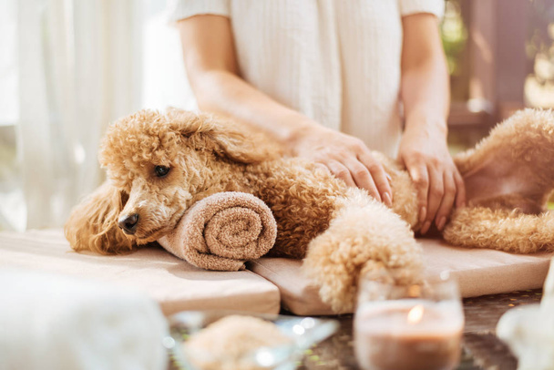Woman giving body massage to a dog. Spa still life with aromatic candles, flowers and towel. - Photo, Image