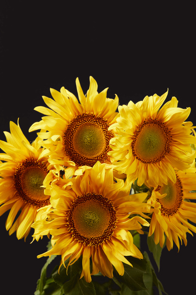 krásné žluté slunečnice kytice, izolované na černém pozadí - Fotografie, Obrázek