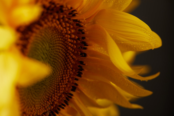 close up of orange sunflower with drops on petals, isolated on black - Photo, image