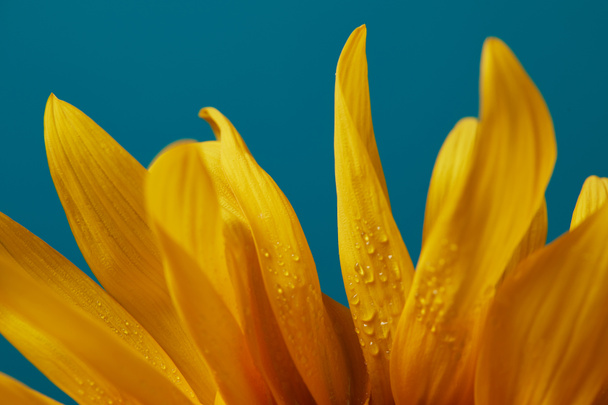gocce su petali gialli di girasole, isolate su blu
 - Foto, immagini