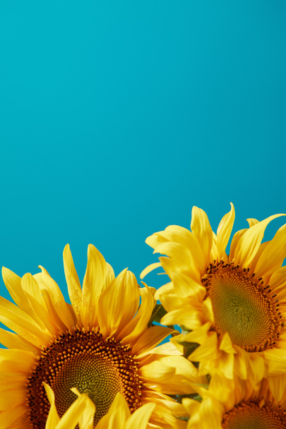 bouquet of bright yellow sunflowers, isolated on blue with copy space - Foto, afbeelding