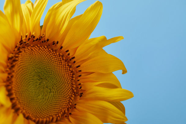 close up of beautiful yellow sunflower, isolated on blue - Photo, Image