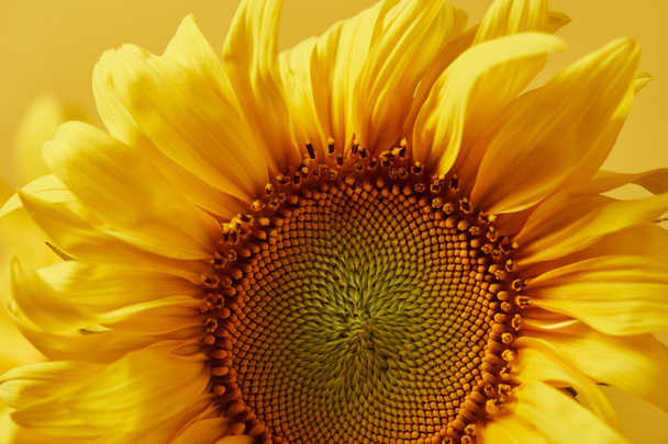 close up of yellow decorative sunflower, isolated on yellow - Photo, Image