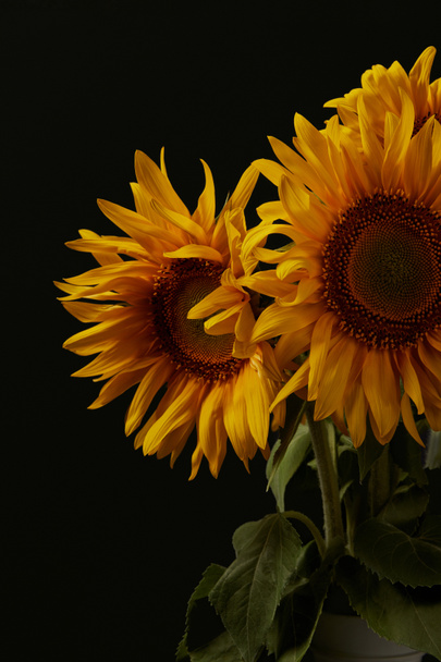 summer bouquet with beautiful orange sunflowers, isolated on black - Foto, imagen
