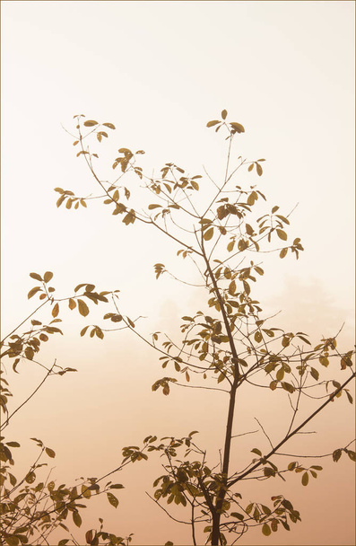 close up of tree branches with leaves on light background - Photo, image