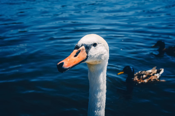 Wild white swan in the lake - Fotografie, Obrázek