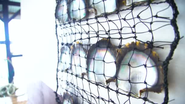 Παρασκευασμένα στρείδι net χρησιμοποιείται για την εκτροφή και καλλιέργεια μαργαριτάρια νότιας θάλασσας βιομηχανία στον Ειρηνικό Ωκεανό, Ταϊτή Ταχά - Πλάνα, βίντεο