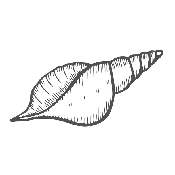 Vector engraving shell isolated on white background - Vetor, Imagem