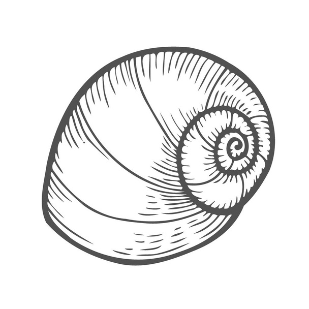 Vector engraving shell isolated on white background - Vektör, Görsel