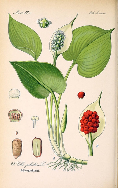 Ilustración de la planta. Imagen antigua
 - Foto, imagen