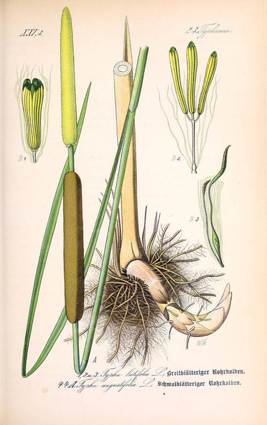Illustration of plant. Old image - Photo, Image