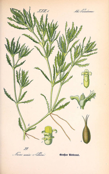 Illustration der Pflanze. altes Bild - Foto, Bild
