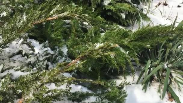 Лід і сніг вкриті рослинами взимку
 - Кадри, відео