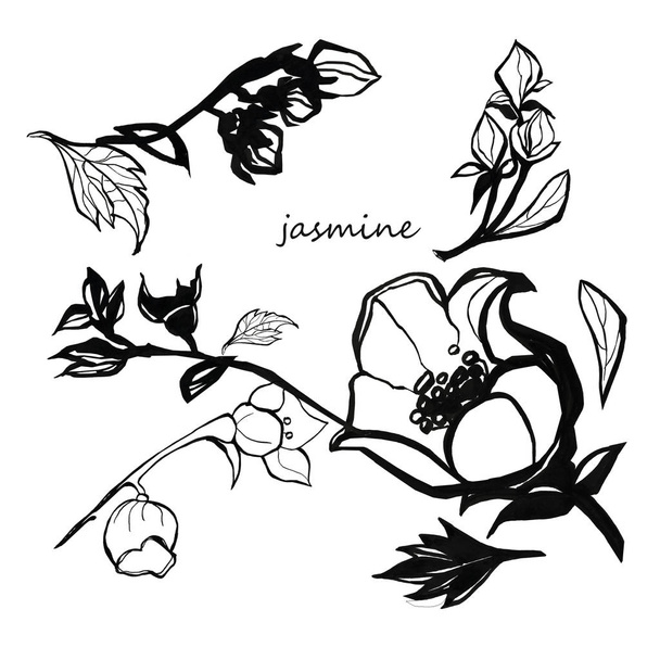 Flowering branch of jasmine. Black white graphics. - Photo, image