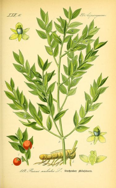 Ilustrace z rostlin. Starý obrázek - Fotografie, Obrázek
