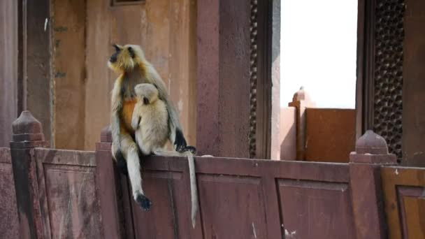 Gray langur or Semnopithecus dussumieri sits on wall - Imágenes, Vídeo