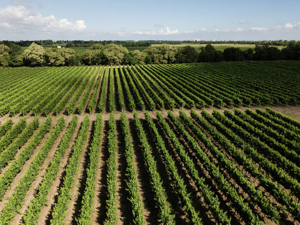 Luftaufnahme von der Drohne zum Weinberg mit Trauben zur Sommerzeit - Foto, Bild