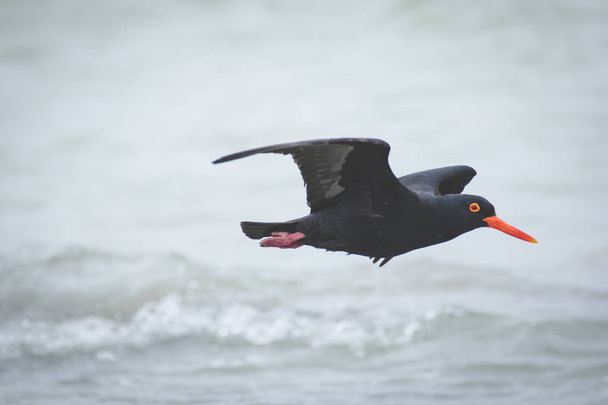 Close up image of a black oyster catcher feeding on the rocks in the tidal region in the western cape of south africa - Foto, Imagen