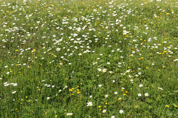 多くの野生の白いフィールド カモミールやデイジー花と緑の草の牧草地 - 写真・画像