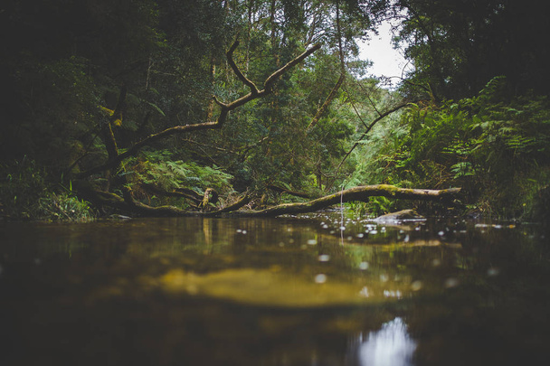 Wide angle landscape photo of the small stream at Jubilee Creek deep in the Knysna forest - Fotoğraf, Görsel
