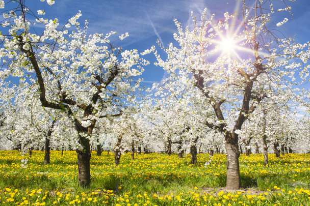 blooming apple trees in plantation - Photo, Image