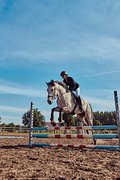 オープン アリーナのハードルを飛び越えてタイガーの灰色の馬の女性騎手. - 写真・画像