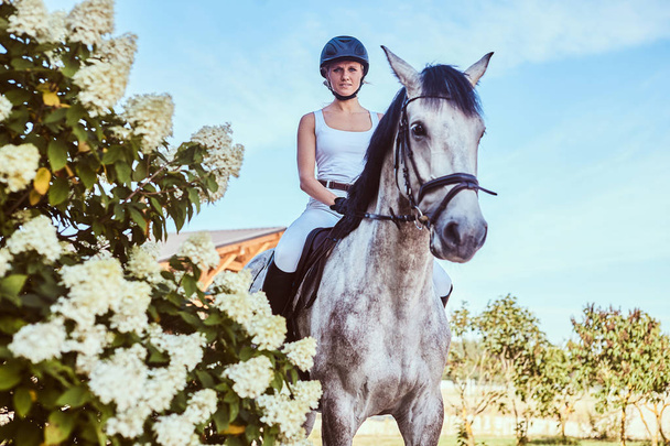 Portrait of blonde female riding a dapple gray horse near lilac bushes in garden. - Photo, Image
