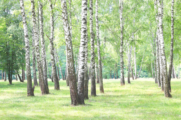 Beautiful birch trees with white birch bark in birch grove with green birch leaves in summer - Photo, Image