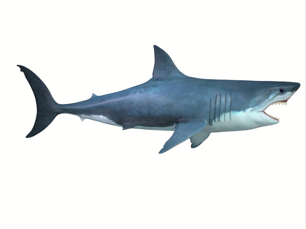 The Great White shark is a large carnivore found in all ocean environments and can live to 70 years old. - Photo, Image