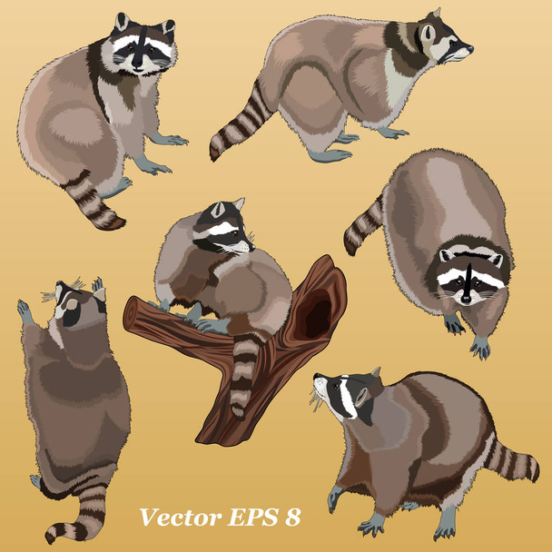 A set of realistic isolated raccoons on a light brown background close-up. Going, standing, sitting on a tree. - Vector, Image