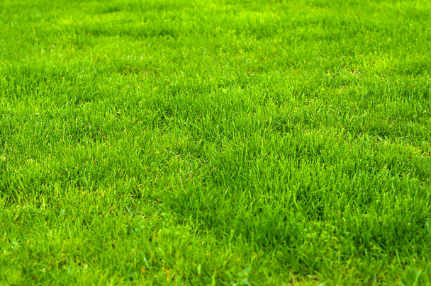 Friss zöld ápolt pázsit közelről. Nyírni a zöld fű háttér. Zöld gyep mintás, anyagmintás háttér. - Fotó, kép
