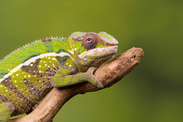 Panther Chameleon or Furcifer pardalis from Madagascar on a tree branch - Foto, Imagem