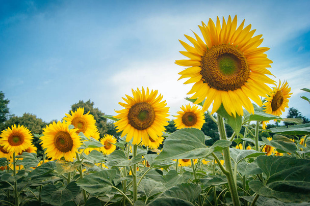 Sonnenblumenpflanze mit blauem Himmel - Foto, Bild